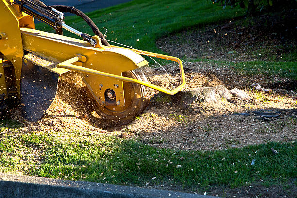 Best Commercial Tree Services  in Fergus Falls, MN