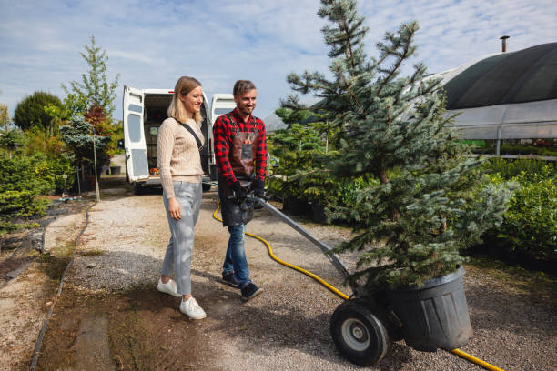 Best Stump Grinding and Removal  in Fergus Falls, MN